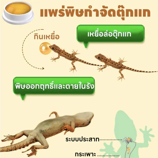 สูตรเข้มข้น ไล่จิ้งจกอยู่หมัด! ยาฆ่าจิ้งจก ยาจิ้งจก ไล่ ยาฆ่าตุ๊กแก ยากำจัดตุ๊กแก ฆ่า นำเข้าจากญี่ปุ่น