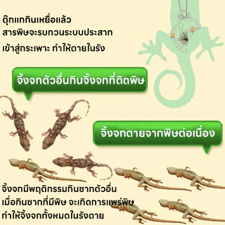 สูตรเข้มข้น ไล่จิ้งจกอยู่หมัด! ยาฆ่าจิ้งจก ยาจิ้งจก ไล่ ยาฆ่าตุ๊กแก ยากำจัดตุ๊กแก ฆ่า นำเข้าจากญี่ปุ่น