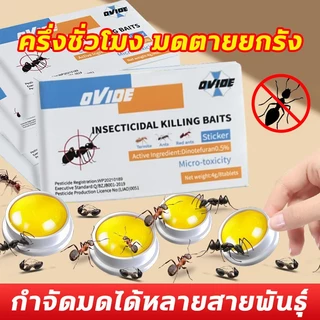 ฆ่ามด กําจัดมด กําจัดมด ขจัดมด ยกรัง ฆ่ามด ฆ่ามด หลายชนิด ยาเบื่อหนึ่ง
