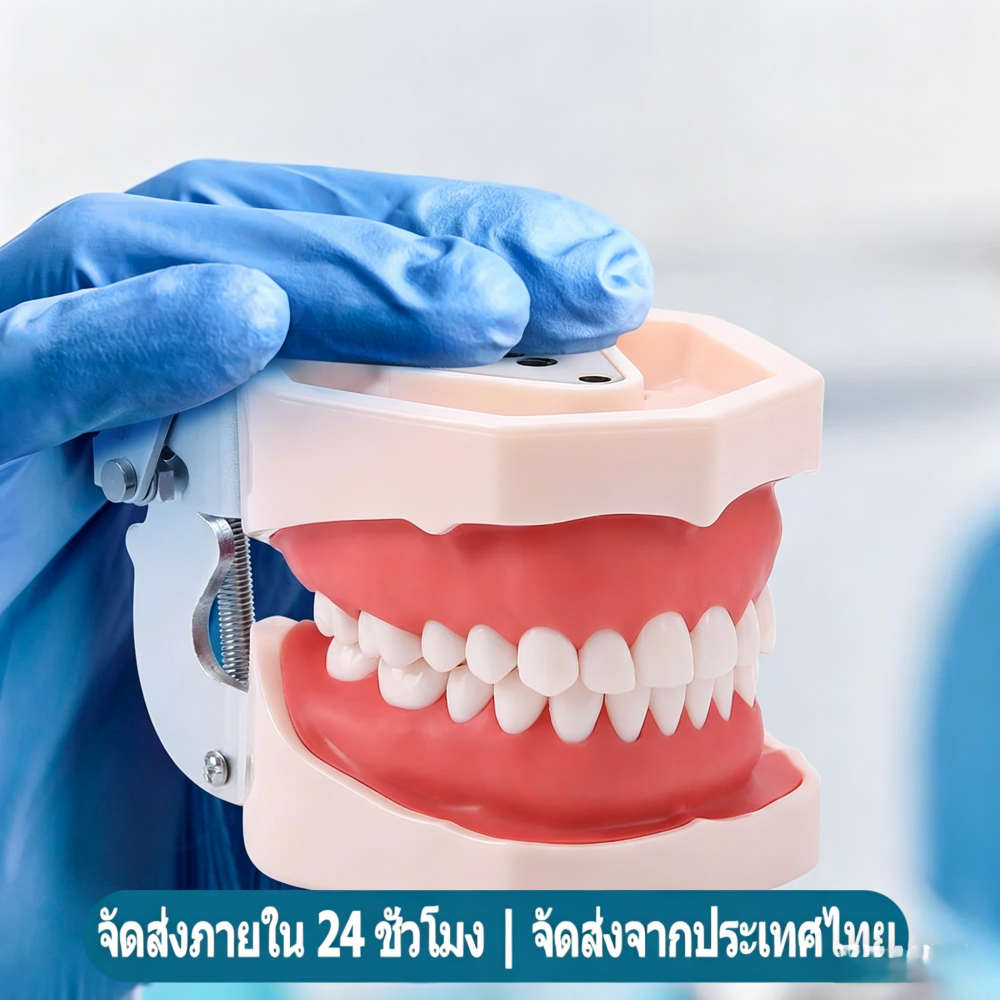 แบบจำลองทันตกรรมสำหรับนักศึกษาช่างทันตกรรม แบบจำลองฟันเทียมพร้อมฟันถอดได้ 28 ชิ้น