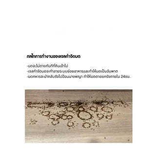 เจลกันมด 30 กรัม ทั้งมดโคลอน ยาฆ่ามด.
