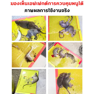 1แถม9 กาวดักหนู แบบสําเร็จรูป แผ่นกาวดักหนู กระดาษใหญ่ขึ้นหนาขึ้นเหนียวขึ้นหนีไม่ได้ กาวดักหนูอย่างดี แผ่นใหญ่