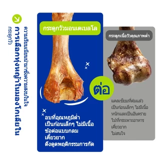 BABAYATE กระดูกเคี้ยวไขกระดูกเนื้อวัว – ขนมเคี้ยวธรรมชาติช่วยทำความสะอาดฟัน ออกฤทธิ์นาน ไม่มีกลิ่น ไม่มีสารเติมแต่ง ไม้เคี้ยวสำหรับสุนัขทุกสายพันธุ์