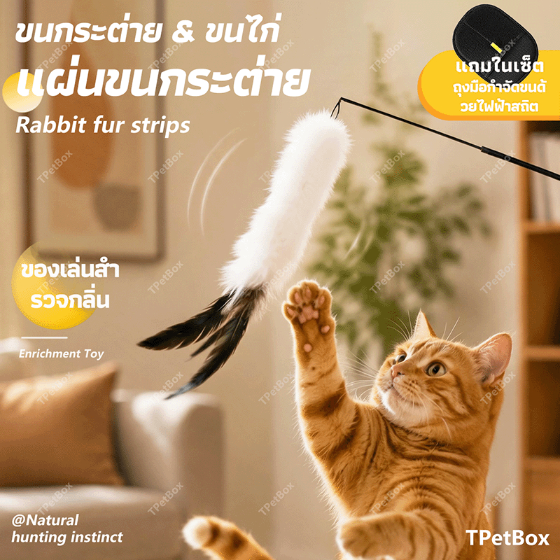 พร้อมส่ง! ไม้ตกแมวขนกระต่ายแท้และขนนก มีหางขนนุ่ม แขวนผนังได้ ของเล่นแมวแก้เบื่อ แมวเล่นเองได้ กระตุ้นสัญชาตญาณการล่า ทนทาน ปลอดภัย ของเล่นเสริมพัฒนาการ