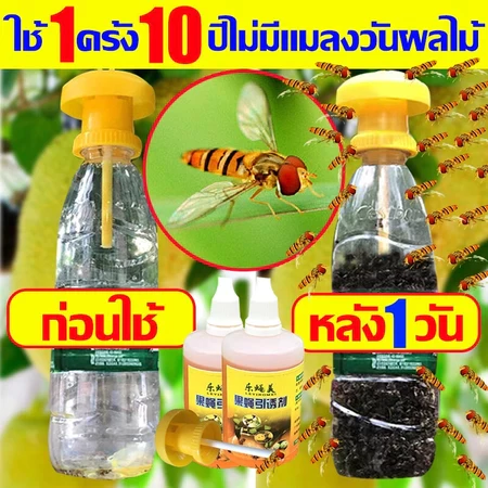 ชุดดักแมลงวันทอง พร้อมสารล่อเมทิลยูจินอล (แมลงวันทองผลไม้ หนอนเจาะผลไม้ พริก มะเขือ ) สำหรับ โรงเรือน แปลงเกษตร สวนผลไม้