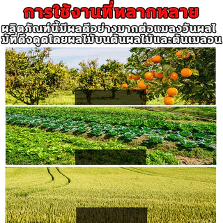 ชุดดักแมลงวันทอง พร้อมสารล่อเมทิลยูจินอล (แมลงวันทองผลไม้ หนอนเจาะผลไม้ พริก มะเขือ ) สำหรับ โรงเรือน แปลงเกษตร สวนผลไม้