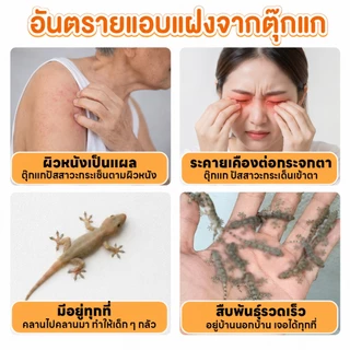 🦎ติดแล้วหนีไม่พ้น🦎แผ่นกาวดักจิ้งจก กำจัดจิ้งจก บ้านดัก ไล่จิ้งจก 1 กล่อง มี 5 แผ่น ดิ้นยังไงก็ไม่หลุด