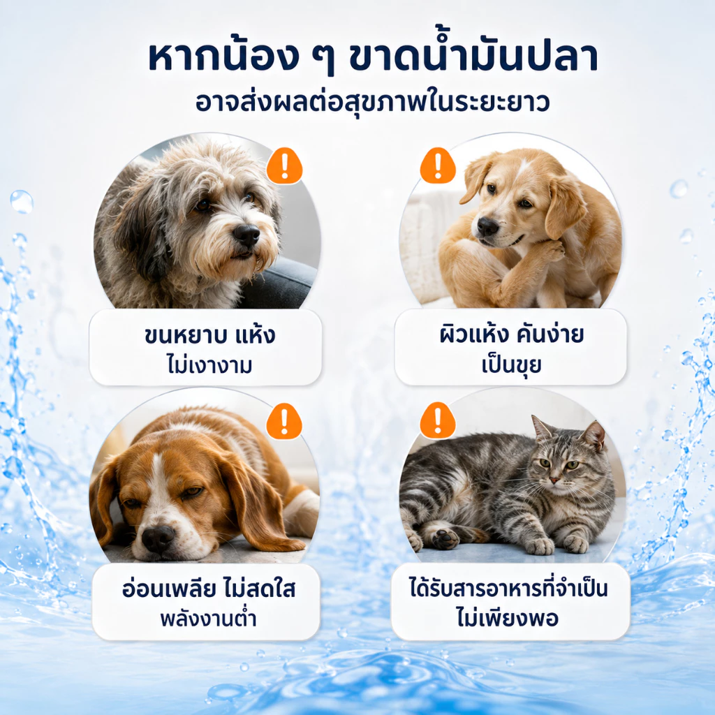 【🔥ราคาพิเศษสินค้าใหม่】PEVVO PET น้ำมันปลาแซลมอน 99% สำหรับสุนัขและแมว บำรุงขนผิวหนัง ลดขนร่วง ผิวแห้งคัน เสริมโภชนาการทุกมื้อ Omega-6 วิตามินอี 300ml พร้อมปั๊ม thumbnail 3
