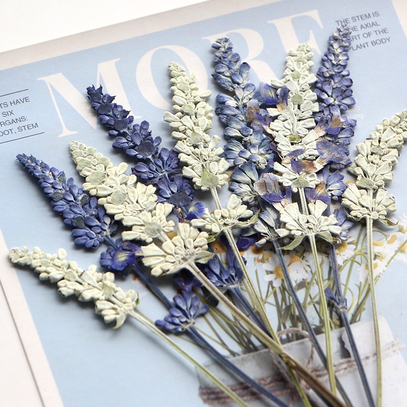 12 ชิ้น/เซ็ตธรรมชาติแห้ง Pressed ดอกไม้ Lavender & Sage, DIY วัสดุ Pack สําหรับกรอบรูปบุ๊คมาร์ค Arom
