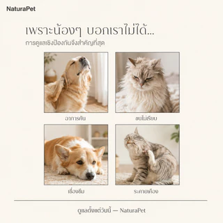 ธรรมชาติ แมว สุนัข ใช้หยดเห็บหมัด เห็บดูแล หมัดและไร ข้อมูลจําเพาะต่างๆ มี (1/3/12 ชิ้น) แพ็คเกจรวมมูลค่าสูง