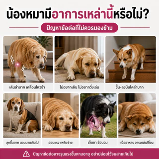 Love Pet Prosper อาหารเสริมบำรุงข้อและกระดูกสำหรับสัตว์เลี้ยง ขนมเสริมแคลเซียม สำหรับสุนัขและแมว 100 เม็ด