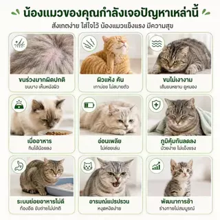 Love Pet Prosper หญ้าแมวฟรีซดราย ขนมหญ้าแมว หญ้าแมวอัดแท่ง ช่วยขับก้อนขน ขัดฟัน เคี้ยวเพลิน สำหรับแมว 15 ชิ้น