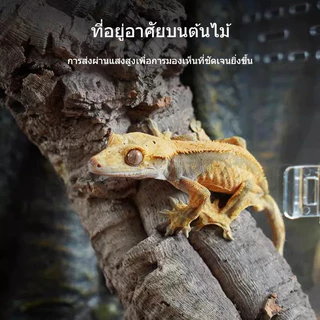🦎ตู้เลี้ยงสัตว์เลื้อยคลานอะคริลิก ตู้ภูมิประเทศทะเลทราย ตู้น้ำบก สำหรับตุ๊กแก จิ้งจอก งู กบเขา เหมาะสัตว์ปีนต้นไม้ ตกแต่งระบบนิเวศ