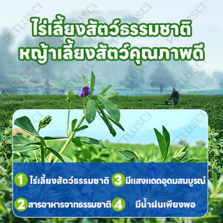 Timothy หญ้าทิโมธีอบหญ้าอบลมร้อน หญ้าอบแห้งกระต่าย ทิโมธ็ไฟเบอร์สูง500G ขนมกระต่ายเหมาะสำหรับสัตว์ฟันแทะ