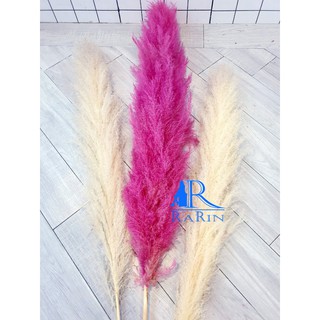 Rarin ++มีแค่ช่อเดียว ดอกเลา (สีชมพู 1+ สีทอง 2 ก้าน( ขนาด 70 cm.) ราคา 135 บาท ดอกรวมก้าน สวยฟู ตรงปก ก้านใหญ่