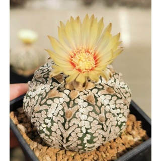 แอสโตร​ไ​ฟตั้​ม​วี​ ขนาดใหญ่​ #แคสตัส castus​ astrophytum แอสโตร แอสโตร​ไ​ฟตั้​ม แอสโตรไฟตัม กระบองเพชร แอสโตรวี super