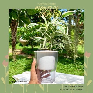 กระถางรดน้ำอัตโนมัติ ทรงกลม พร้อมส่ง!
