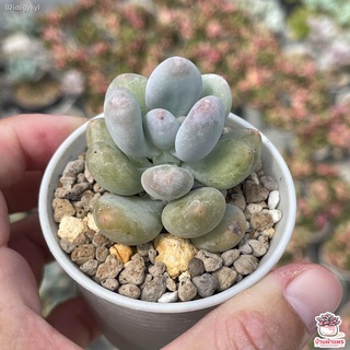 ลูกอมเทา Pachyphytum Oviferum ไม้อวบน้ำ กุหลาบหิน Cactus&amp;Succulentหลากหลายสายพันธุ์