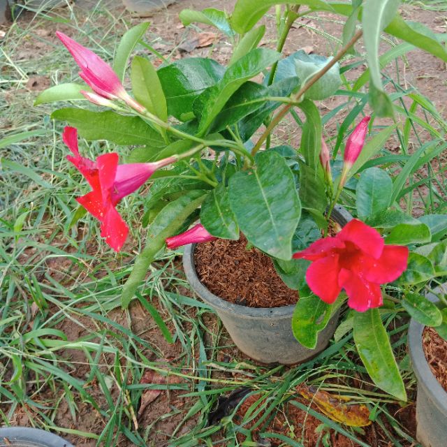 F377 ต้นอมรเบิกฟ้า/อรุณเบิกฟ้า Mandevilla สีแดง/ขาว #ไม้เลื้อย กระถาง8+ลวดแขวน