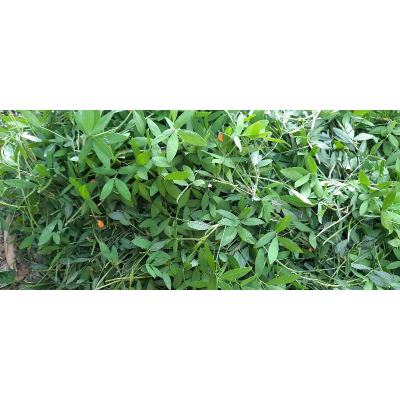 ถั่วกลาบราต้าแห้ง ขนาด 3 กก.1กระสอบต่อ1ออเดอร์เท่านั้น