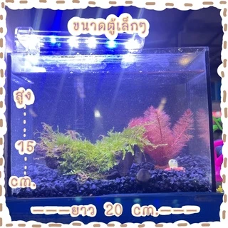 ขอนมอสส์ชวาไซร์เล็ก กำลังน่ารัก