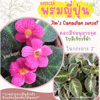 พรมญี่ปุ่น "จิมส์ คาเนเดี่ยน ซันเซท" (Jims Canadian Sunset) ดอกชมพูลายจุด ใบเขียว ส่งในกระถาง 3 นิ้ว