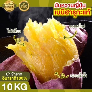 ส่งฟรี มันหวานญี่ปุ่น เบนิฮารุกะแท้ 10kg มันหวานญี่ปุ่น 100% ไม่ใช่มันเวียดนาม หวาน ฉ่ำ นำเข้าจากญี่ปุ่น