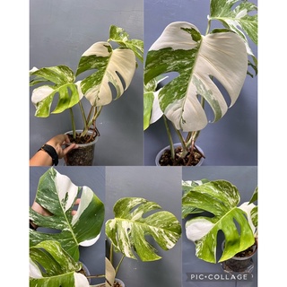 Monstera Albo Holland🪴🤍💚