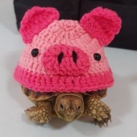 Temsuk : ชุดเต่า ชุดเต่าบก ชุดเต่าซูคาต้า ลายหมู(Pig)🐷 สินค้า Handmade ถักจากไหมพรม 4ply สายรัดเป็นยางยืด