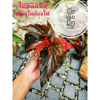 ต้นบีโกเนียปีกนางฟ้า​  มังกรแดง​  Begonia​ บีโกเนียลำ​ไม้ประดับในร่ม​ แต่งบ้าน​ จัดสวน​ สวน​ สนามหญ้า​ ​ปุ๋ย​ ดิน