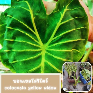 colocasia yellow widow หรือราชินีฟาโรห์เหลือง 1 ต้น กระดูกใบเหลืองสวย เด่น ส่งแบบตัดใบออก สินค้าพร้อมจัดส่ง