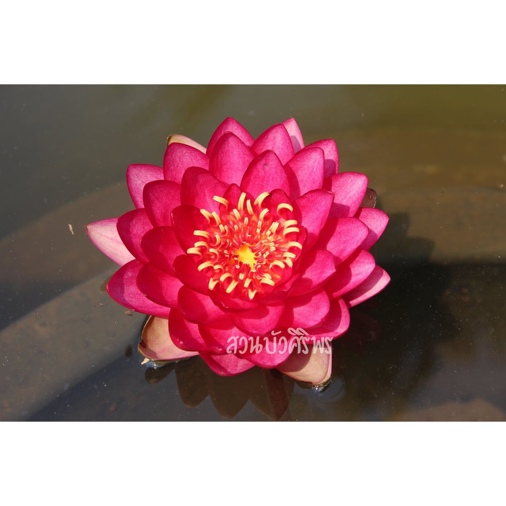 ต้นพันธุ์ บัวฝรั่ง "มณีเรด" : Nymphaea 'Manee Red'