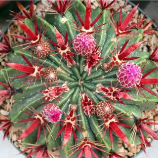 Ferocactus latispinus 10เมล็ด 59฿❗️