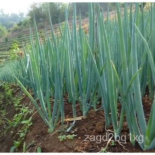 VALUE PACK! Red Onion Seeds -30pcs seeds/(Red Colorado)/HIGH YIELD/HYBRID帽子/鲜花/香菜/苹果/生菜/玫瑰/文胸/头饰/seeds/园艺/ NJUO