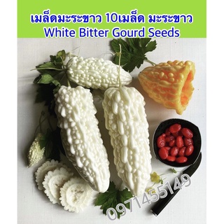 เมล็ดมะระขาว 10 เมล็ด  Bitter Gourd