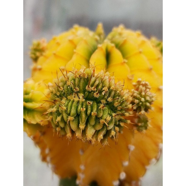 หน่อ LB2178ด่างแท้คริส