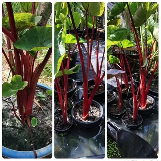 Colocasia havagian punchกระถาง6"ชำรากเดินพร้อมส่ง