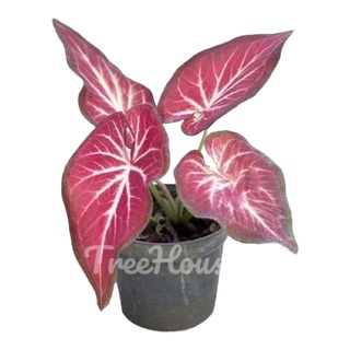 บอนสี รวยล้นฟ้า กระดูกขาวไทยแท้ 2-3 ใบ (Caladium sp. ruaylonfah) กระถาง 4 นิ้ว