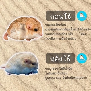 ทรายซาฮาร่า ทรายรองกรงหนู ทรายอาบน้ำหนู ของแท้100% ใช้แล้วขนสวยมาก - Sahara Sand / ทรายแฟตเทล / ทรายแฮมเตอร์ /