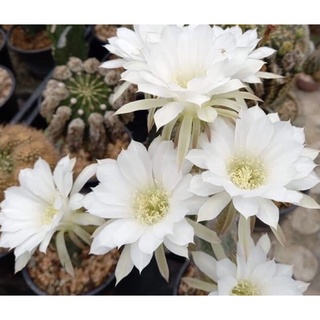 อิชินอป นูปต้า Echinopsis Subdenudata ดอกขาว กระบองเพชร แคคตัส