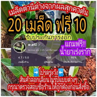 🔥สุดคุ้ม🔥 เมล็ดกล้วยด่างตานีคัดพิเศษ 20ฟรี10🔥รับประกันการงอก🔥 ส่งฟรี‼️กล้วยด่าง เมล็ดด่าง เมล็ด กล้วย