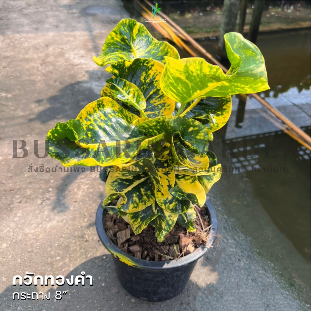 ต้นโกสนพันธุ์ กวักทองคำ ไซส์ใหญ่ กระถาง 8" สูง 30-40 เซนติเมตร ซื้อ 10 แถม 1 (จัดส่งแบบถอดกระถาง+รับประกันสินค้า)