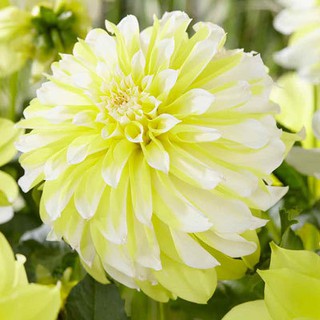 รักเร่ Dahlia สายพันธุ์ Hollyhill Lemon Ice นำเข้าจากเนเธอร์แลน หัวสดใหม่ 1 หัว/ออเดอร์