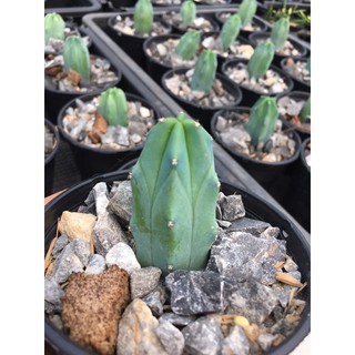 มีรากแล้ว-ตอบลู #( Myrtillocactus Geometrizans ) #ตอกราฟไม้ #แคคตัส #กระบองเพชร# cactus#ทนแล้ง