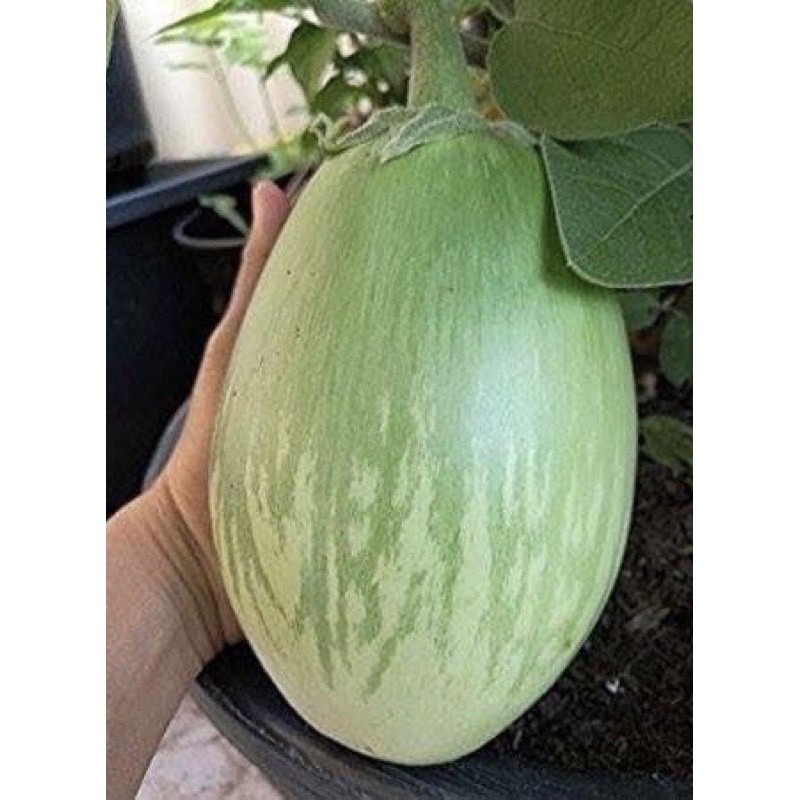 เมล็ดพันธุ์ มะเขือยักษ์ พันธุ์หยกภูพาน (Yok Poo Pan Giant Eggplant Seed) บรรจุ 60-100เมล็ด