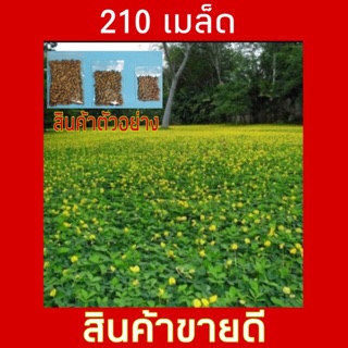 เมล็ดพันธุ์ถั่วบราซิล **210 เมล็ด ขายส่ง** ตกแต่งสวน พืชคลุมดิน กำจัดวัชพืช รักษาความชื้นในดิน ทนแล้ง อยู่ได้นานทนเหยียบ