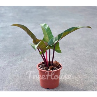 ฟิโลเดนดรอน ฟลอริด้าบรอนซ์ (Philodendron florida bronze) กระถาง 5-6 นิ้ว