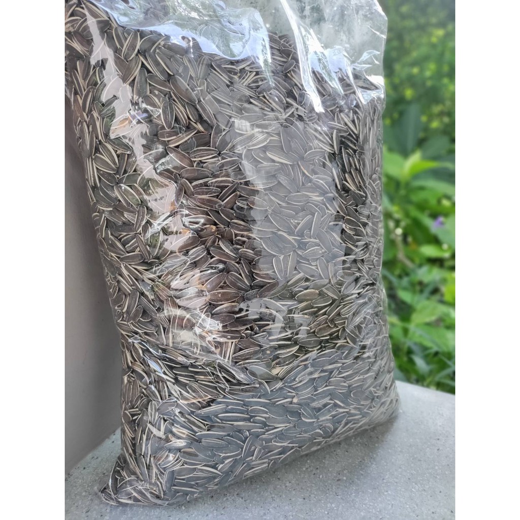 เมล็ดทานตะวัน เกรดเอ AA+no. 24 ป้อม คัดพิเศษ 1 กก สำหรับนกแก้วซัน คอนัวร์ เกรย์