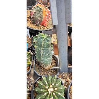 Echinocereus knippelianus variegata cactus