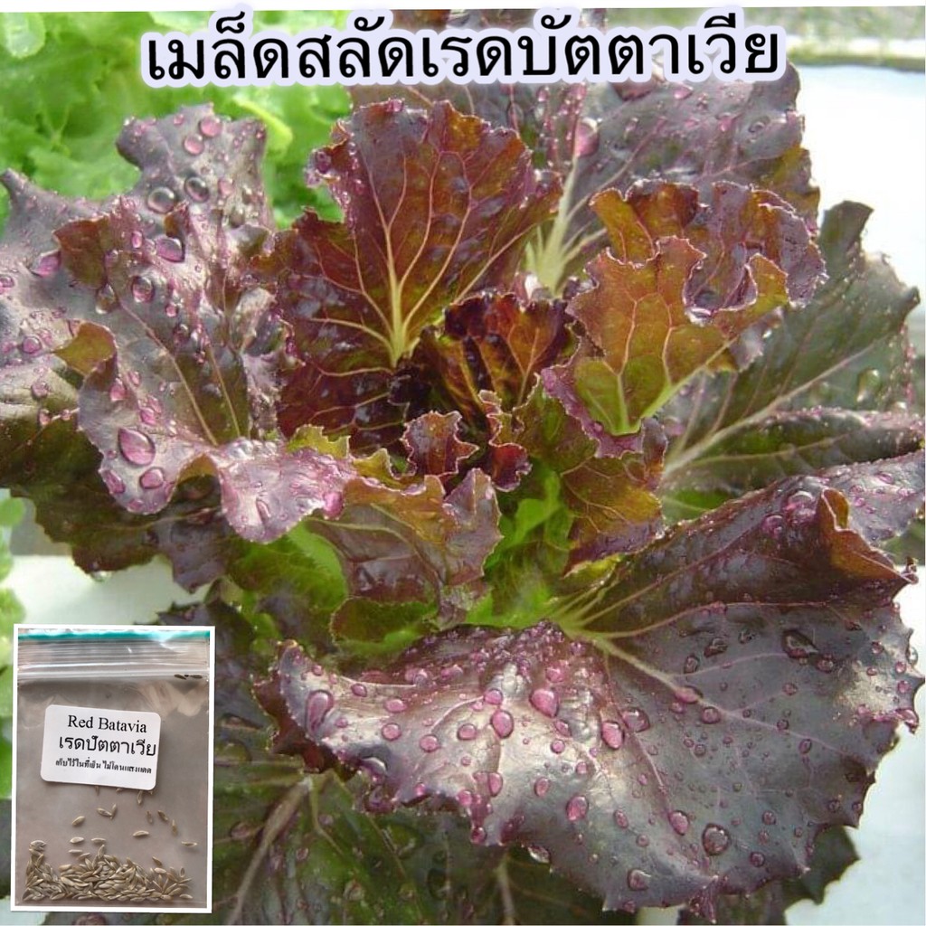 เมล็ดพันธ์ ผักสลัด เรดบัตตาเวีย 90-200 เมล็ด [10 แถม 1 คละได้]